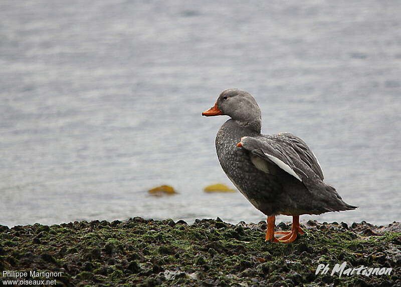 Fuegian Steamer Duckadult