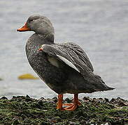 Fuegian Steamer Duck