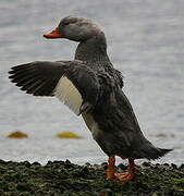 Fuegian Steamer Duck