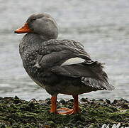 Fuegian Steamer Duck