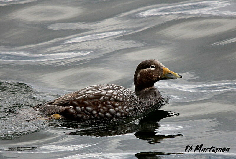 Flying Steamer Duck