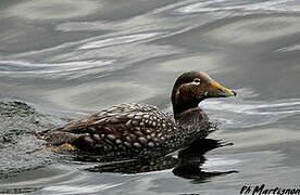 Flying Steamer Duck