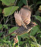 Song Sparrow