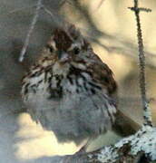 Song Sparrow