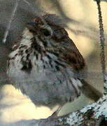 Song Sparrow