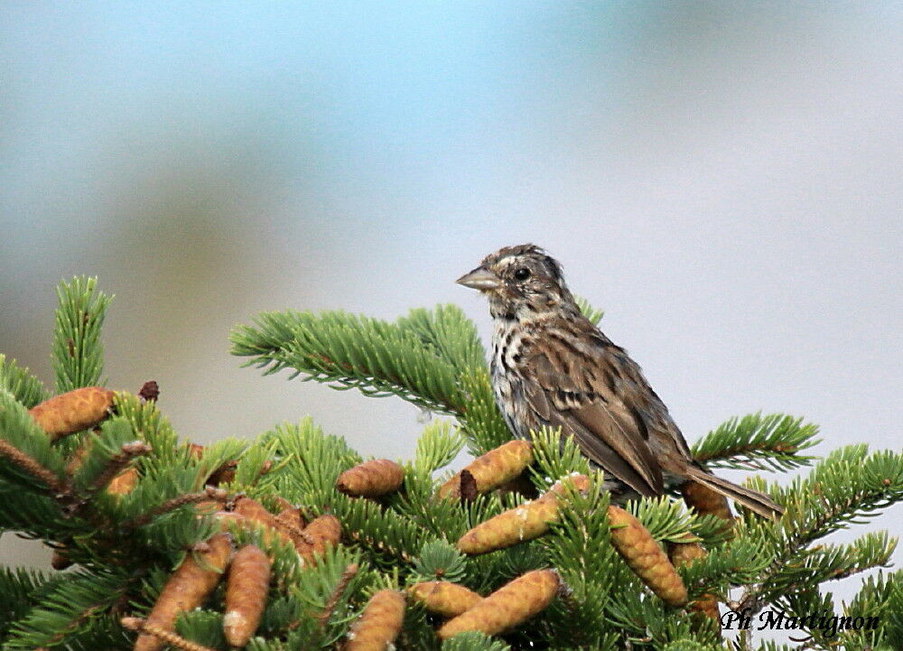 Song Sparrow