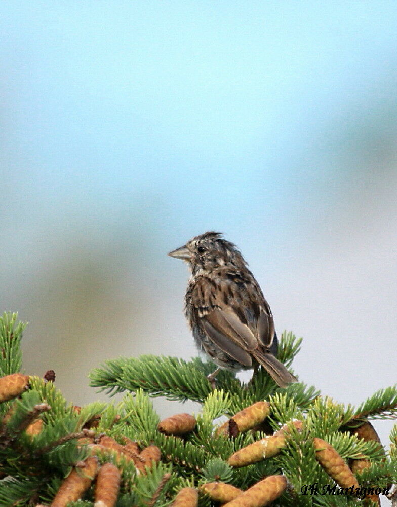 Song Sparrow