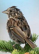 Song Sparrow