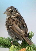 Song Sparrow