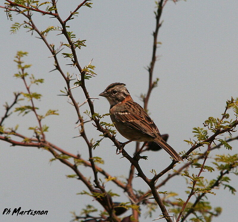 Rufous-collared Sparrow