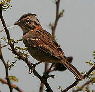 Rufous-collared Sparrow