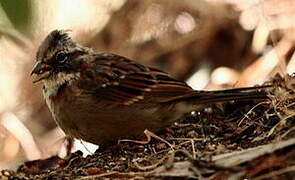 Rufous-collared Sparrow