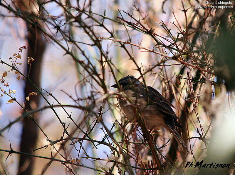 Rufous-collared Sparrow