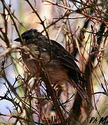 Rufous-collared Sparrow