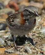 Rufous-collared Sparrow