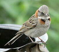 Rufous-collared Sparrow