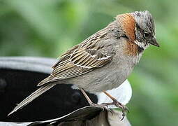 Rufous-collared Sparrow