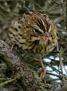 Savannah Sparrow