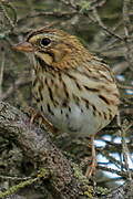 Savannah Sparrow