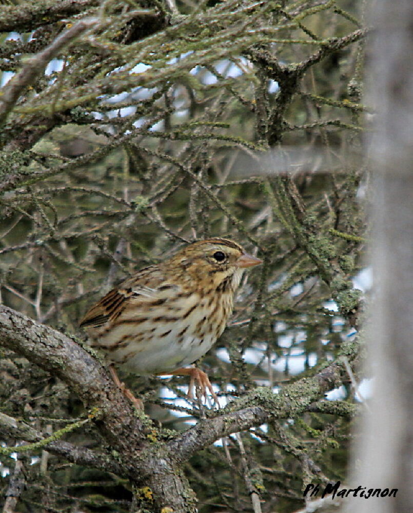 Savannah Sparrow