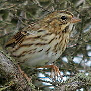 Savannah Sparrow