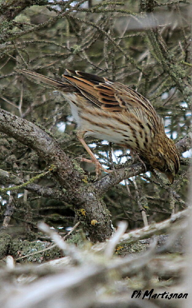 Savannah Sparrow