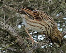 Savannah Sparrow