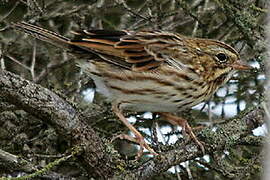 Savannah Sparrow