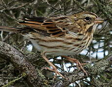 Savannah Sparrow