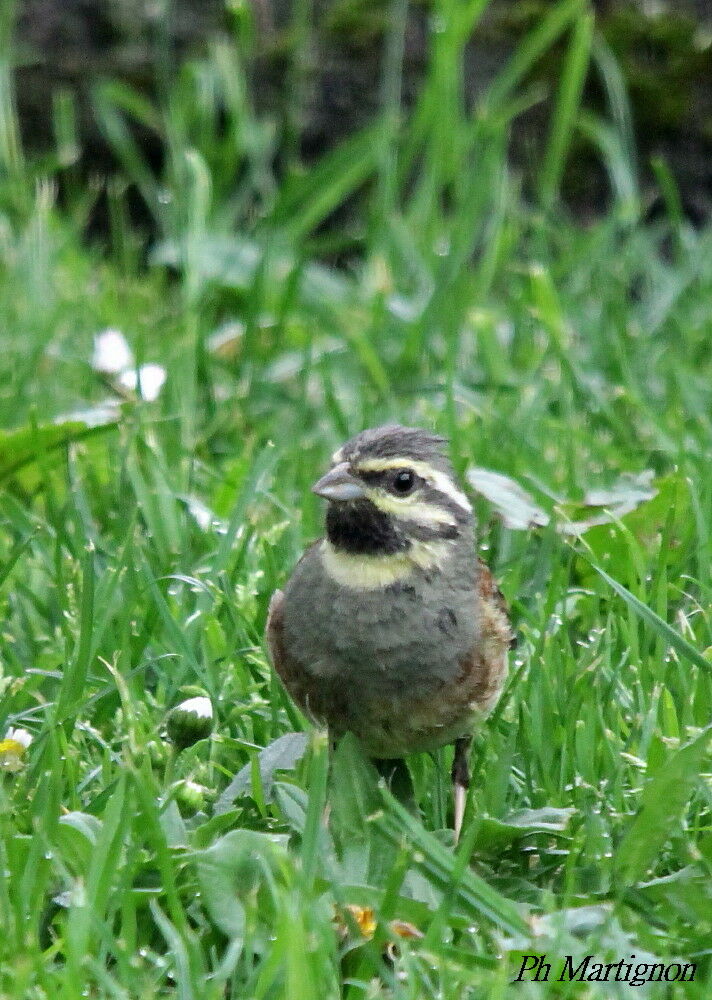 Cirl Bunting, identification