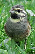 Cirl Bunting