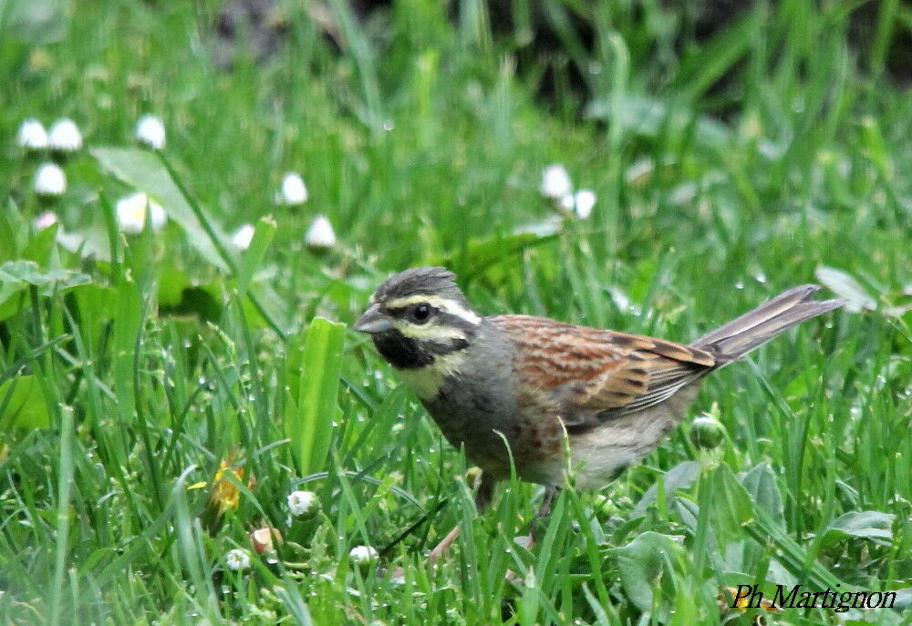 Bruant zizi, identification