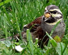 Cirl Bunting