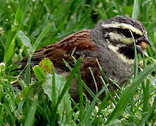 Cirl Bunting