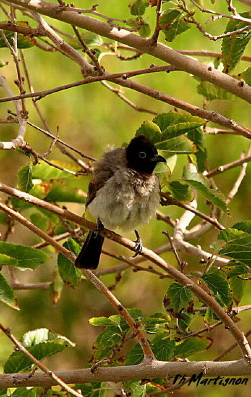 Bulbul d'Arabie, identification