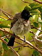 Bulbul d'Arabie