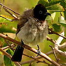 Bulbul d'Arabie