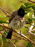 White-spectacled Bulbul