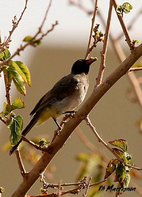 White-spectacled Bulbul, identification