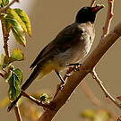 Bulbul d'Arabie