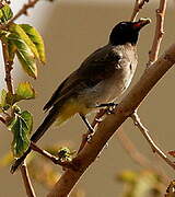 Bulbul d'Arabie