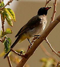 Bulbul d'Arabie