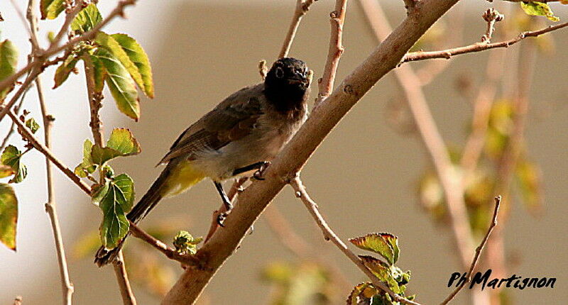 Bulbul d'Arabie, identification