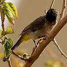 Bulbul d'Arabie