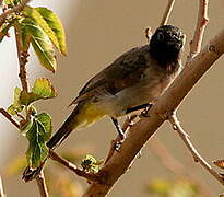 Bulbul d'Arabie