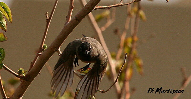 White-spectacled Bulbul, Flight