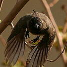 Bulbul d'Arabie