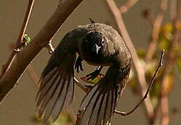 Bulbul d'Arabie