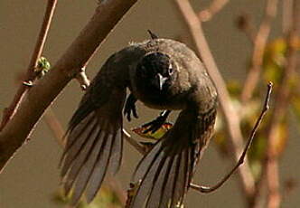 Bulbul d'Arabie