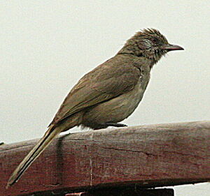 Bulbul de Blanford